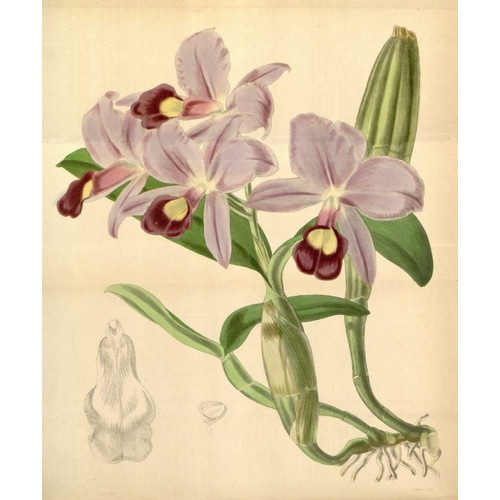 Orchid, Guarianthe Skinneri