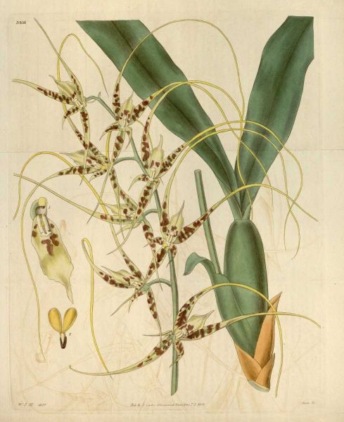 Orchid, Brassia Caudata