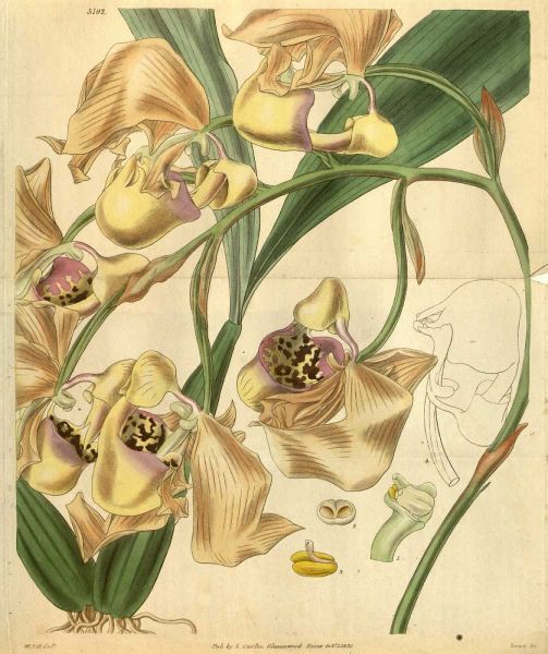 Orchid, Coryanthes Maculata