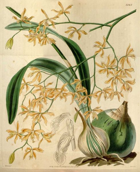 Orchid, Encyclia Candollei