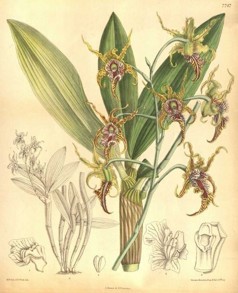 Orchid, Dendrobium Spectabile