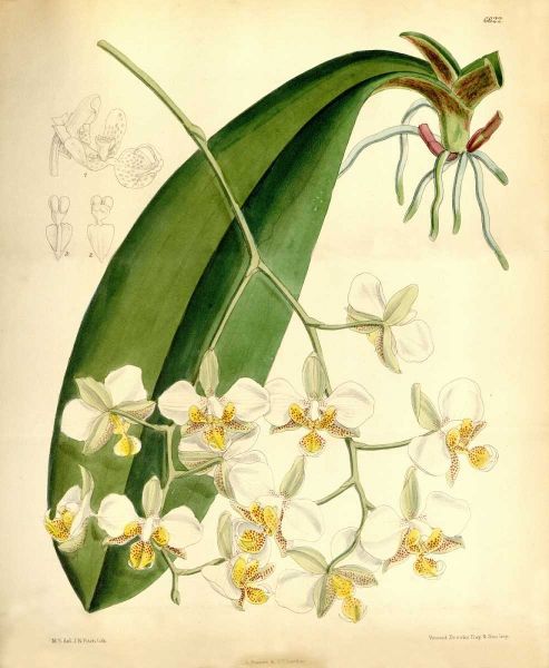 Orchid, Phalaenopsis Stuartiana