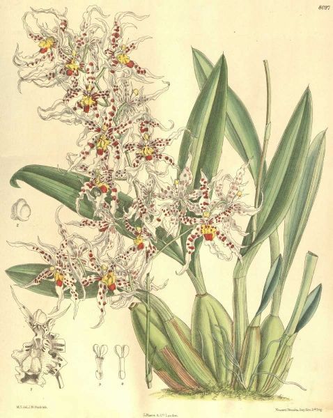 Orchid, Odontoglossum Naevium