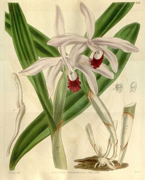 Orchid, Cattleya Intermedia