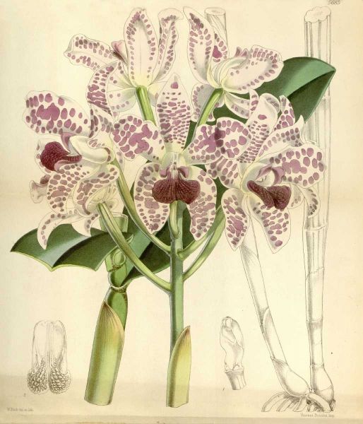 Orchid, Cattleya Amethystoglossa