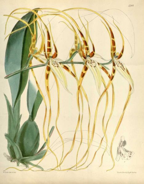 Orchid, Brassia Arcuigera