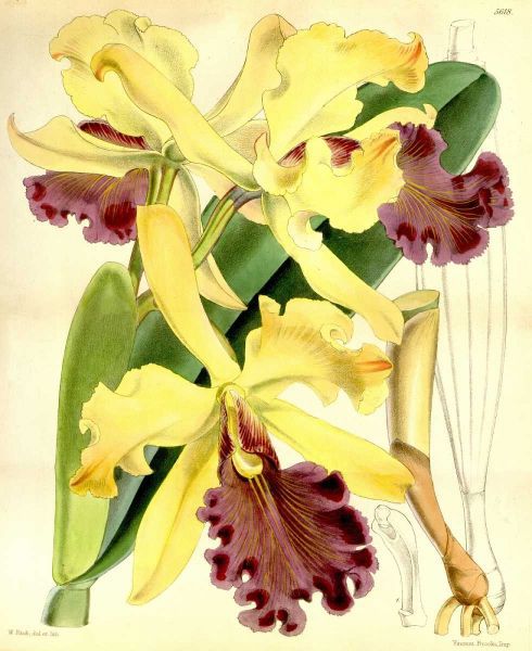 Orchid, Cattleya Dowiana