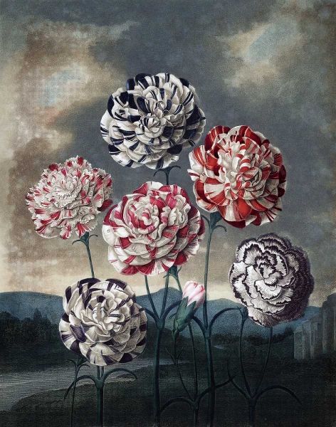Group of Carnations