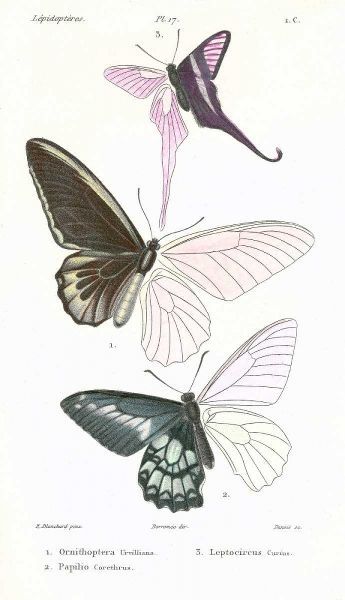 Butterflies, Plate 17