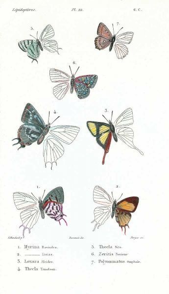 Buterflies, Plate 22