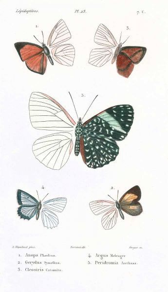 Butterflies, Plate 23