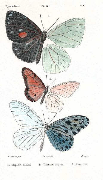 Butterflies, Plate 24
