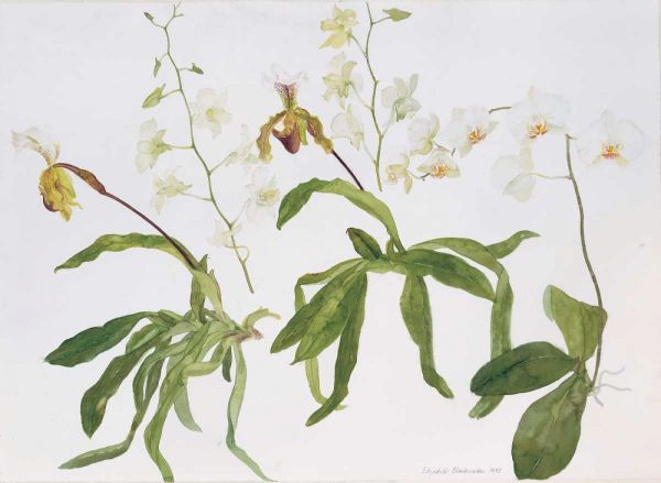 Orchids, Paphiopedilum and Dendrobium