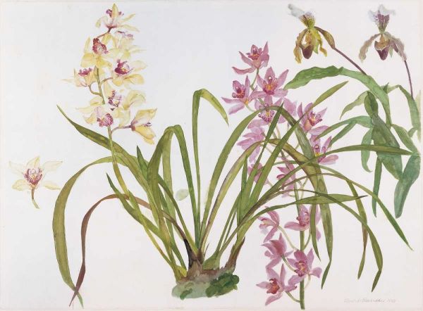 Orchids, Paphiopedilum and Cymbidium
