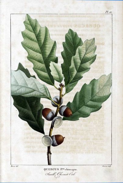 Small Chestnut Oak
