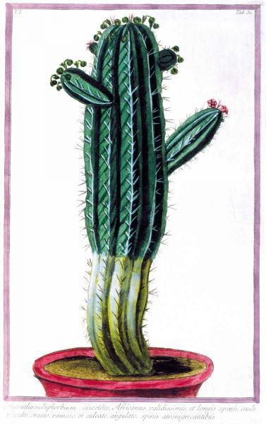 Cactus, Tithymalus
