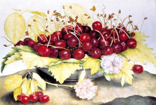 Dish of Cherries and Carnation