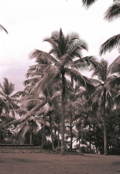 Coconut Palm, Serai