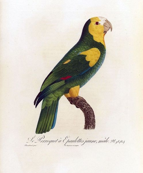 Le Perroquet a Epaulettes jaune, male