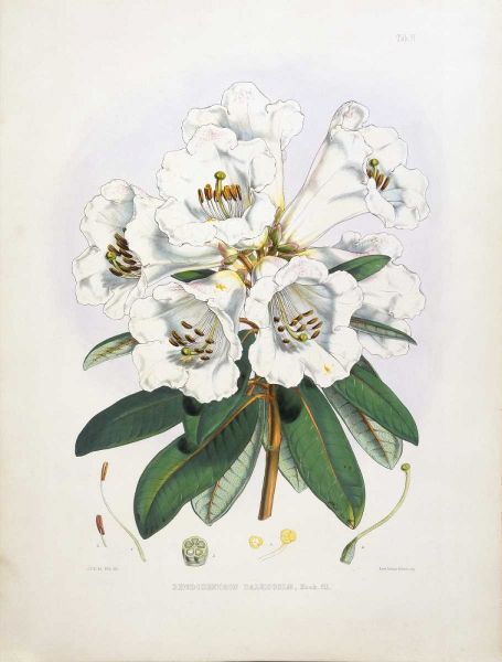 Rhododendron Dalhousiae