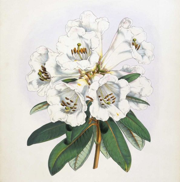 Rhododendron Dalhousiae Flower