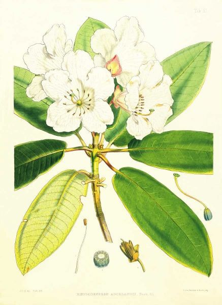 Rhododendron Aucklandii
