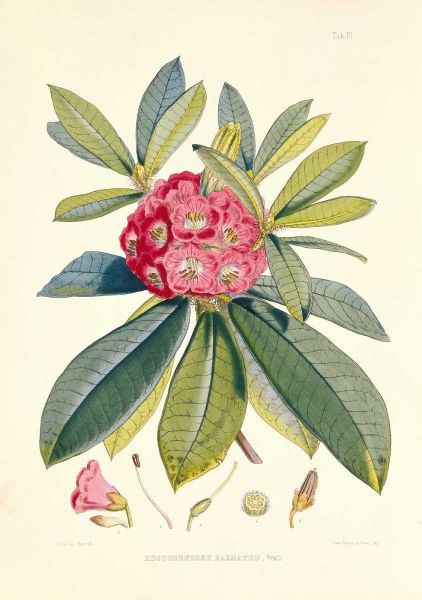 Rhododendron Barbatum