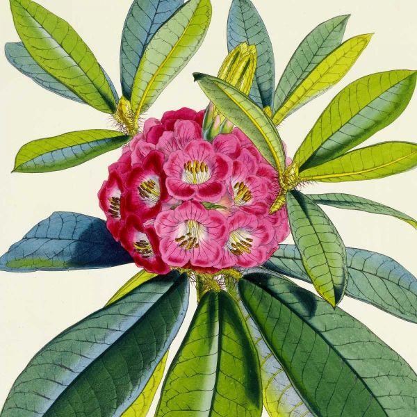 Rhododendron Barbatum Flower