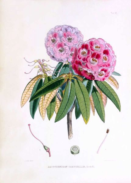 Rhododendron Campbelliae