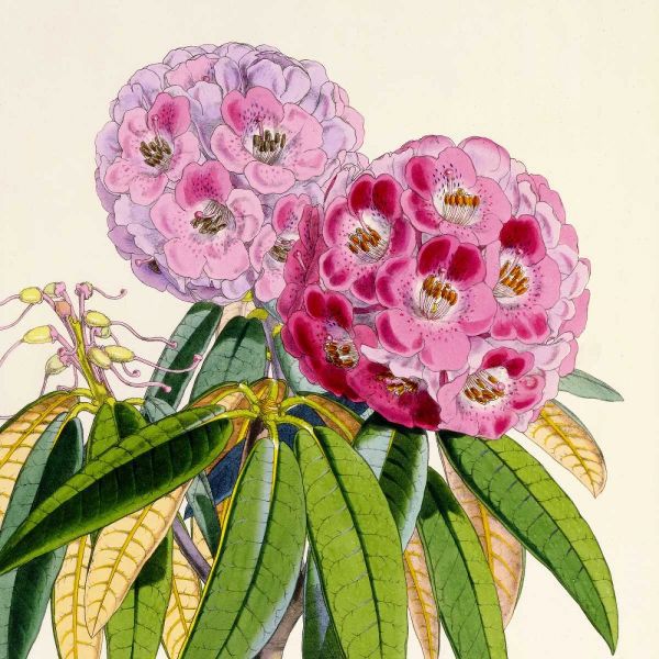 Rhododendron Campbelliae Flower