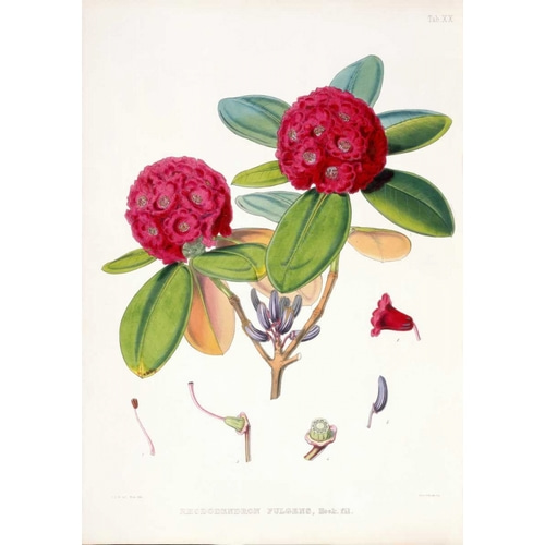 Rhododendron Fulgens