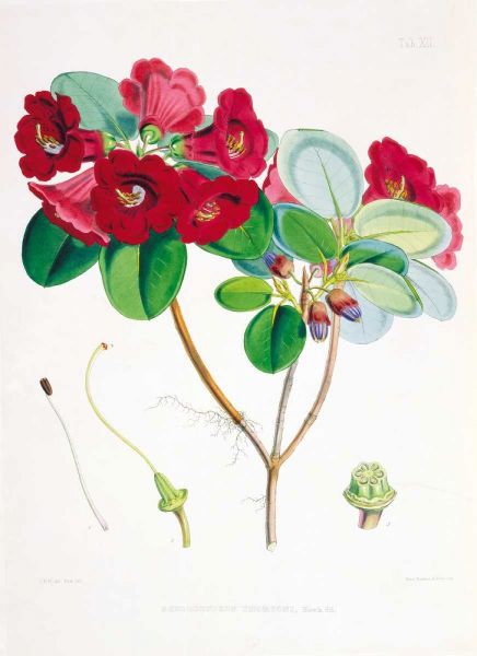 Rhododendron Thomsoni