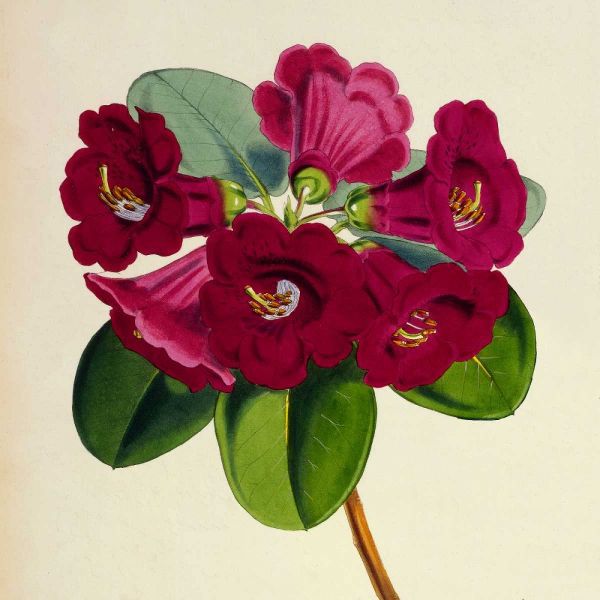 Rhododendron Thomsoni Flower