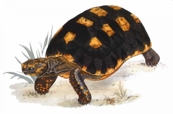 Tortoise, Carbonaria