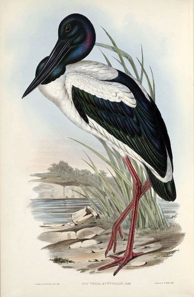 Australian Stork