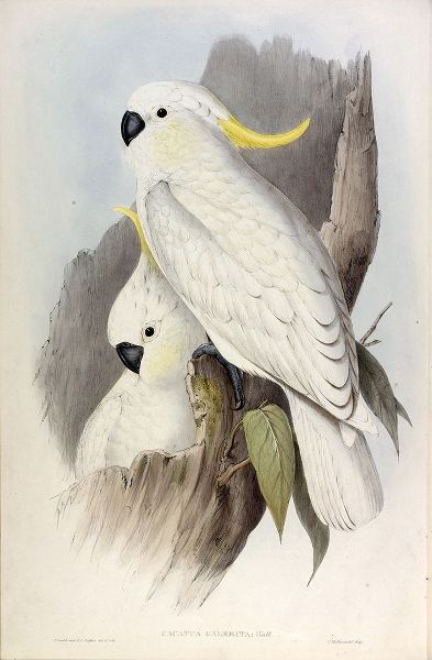 Crested Cockatoo