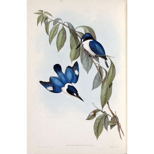 MacLeays Halcyon, Kingfisher