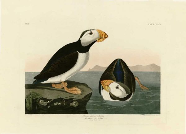 Large Billed Puffin