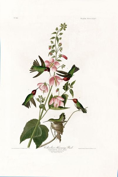 Columbian Humming Bird