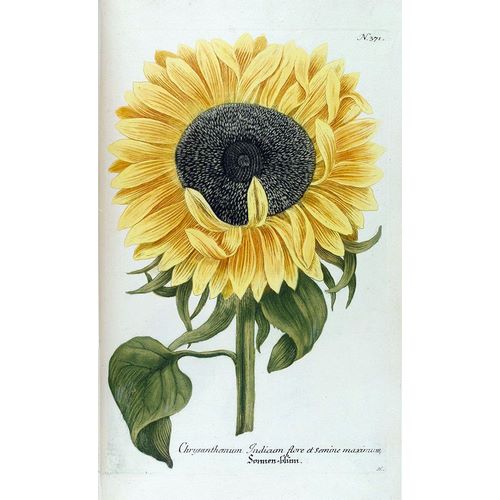 Weinmann, Jacob 작가의 Sunflower - Chrysanthemum 작품
