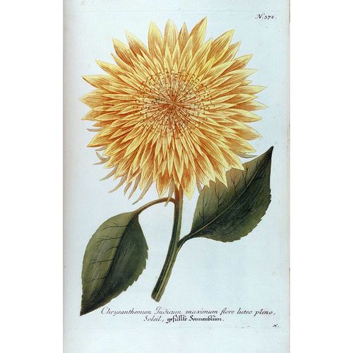 Weinmann, Jacob 작가의 Chrysanthemum Flor Solis Maxi 작품