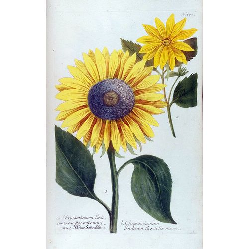 Weinmann, Jacob 작가의 Sunflower Flor Solis Mini 작품