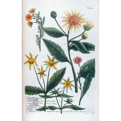 Weinmann, Jacob 작가의 Chrysanthemum Tuberosum 작품