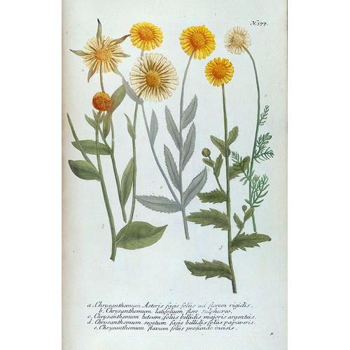 Weinmann, Jacob 작가의 Chrysanthemum Asteris 작품