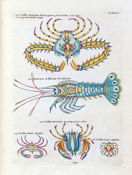 Crabbe- Scorpion