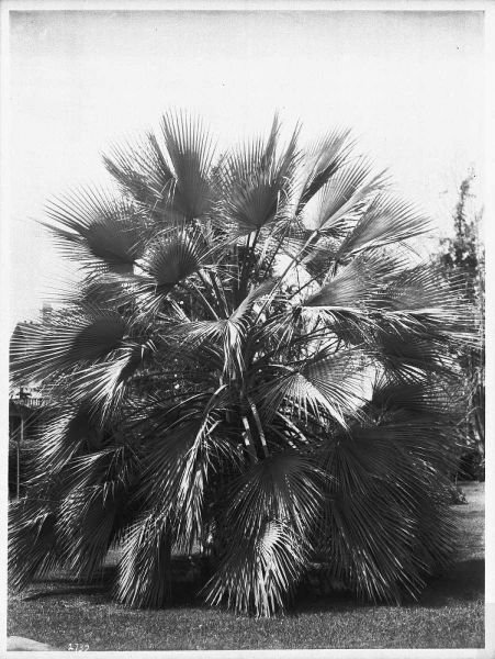 Blue Palm Tree, c1910