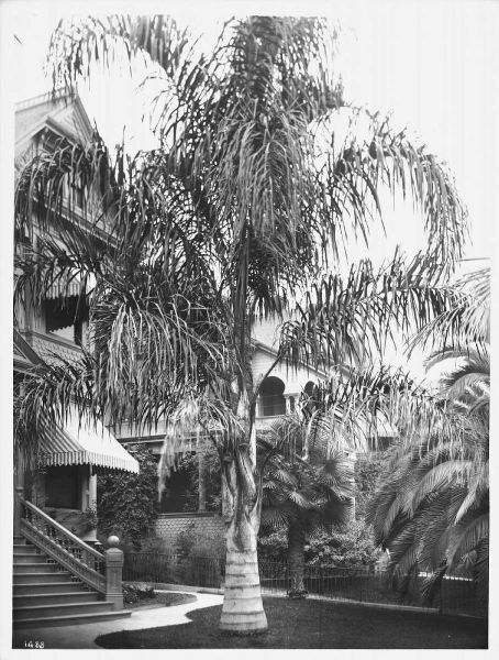 Palm, Cocos Plumosos, L.A., c 1910