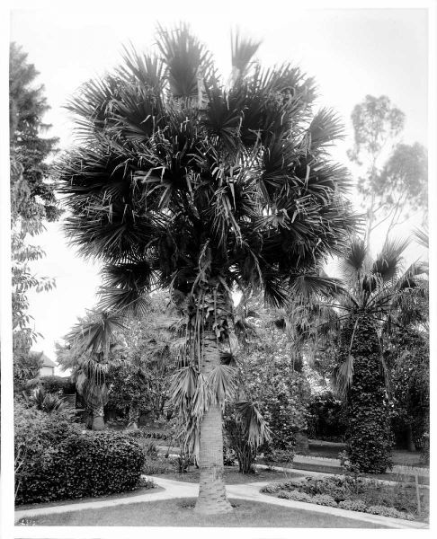 Palm. L.A. Park, c1910