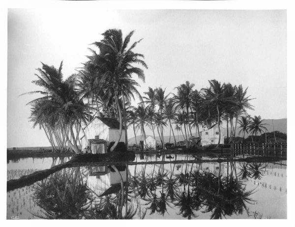 Palms, Hawaiian Rice Paddies, 1907