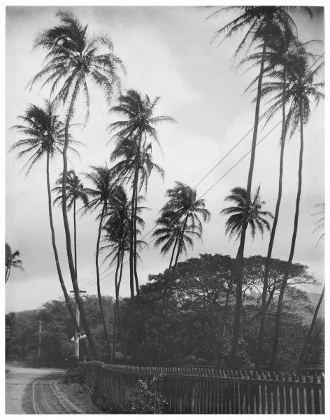 Coconut Palms, Honolulu, 1907